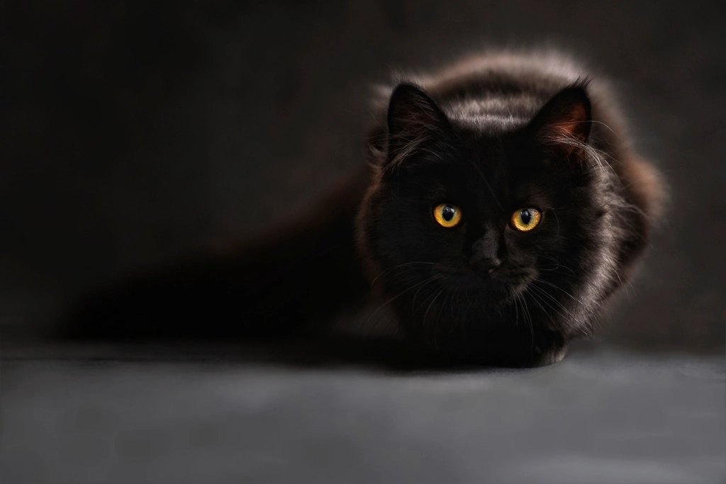 Best Cat Trees for Indoor Cats