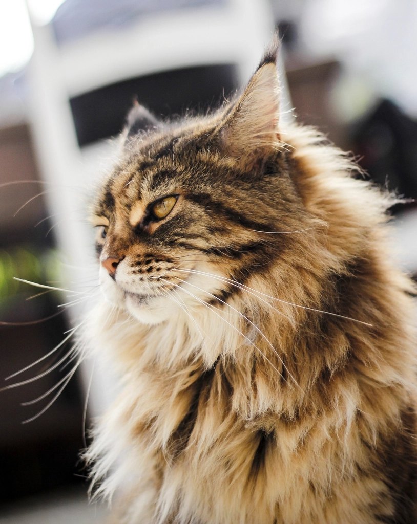 Cat indoor