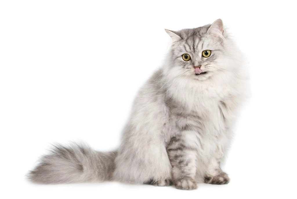 Why Is My Cat Meowing So Much? 7 Common Reasons