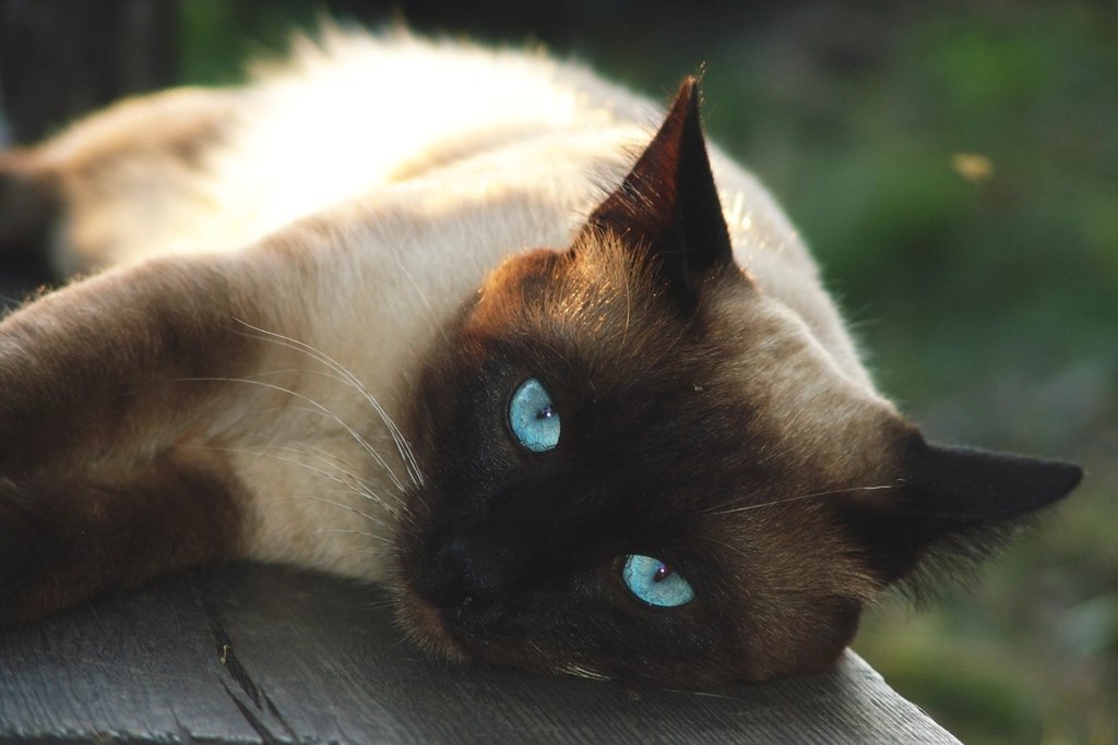 Purina Pro Plan Kitten