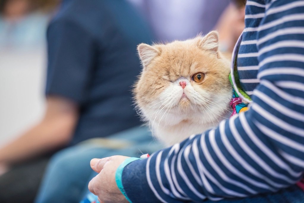 Indoor cat