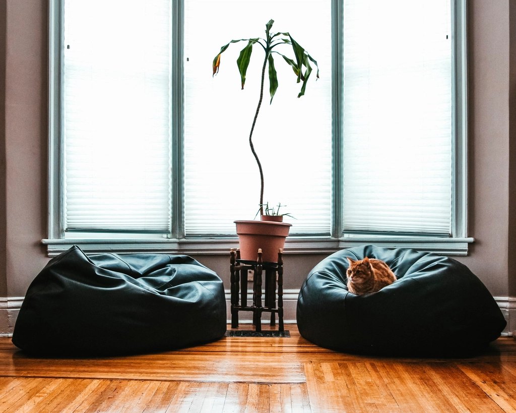 Why Is My Cat Not Eating? Causes and What to Do