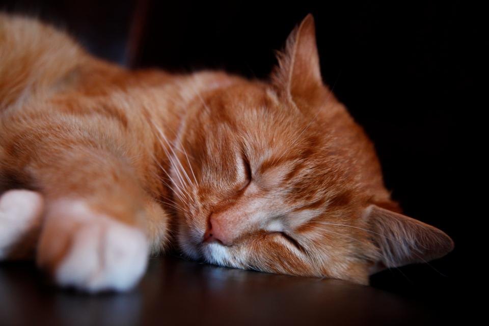 7 Signs Your Cat Is in Pain (and What to Do)