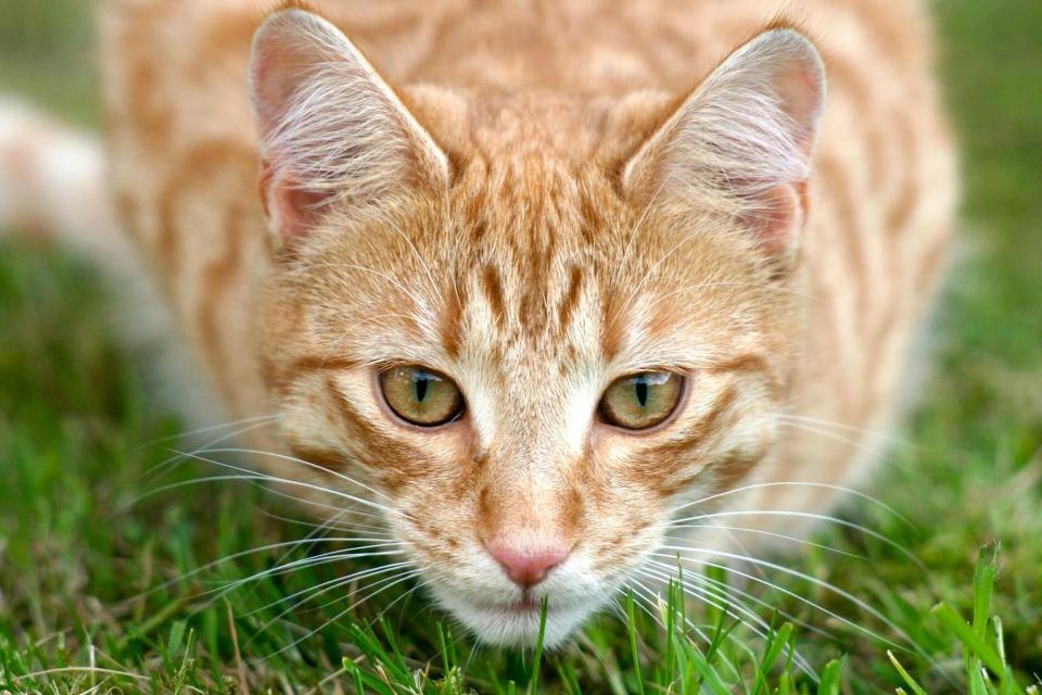 Cat food Hill's