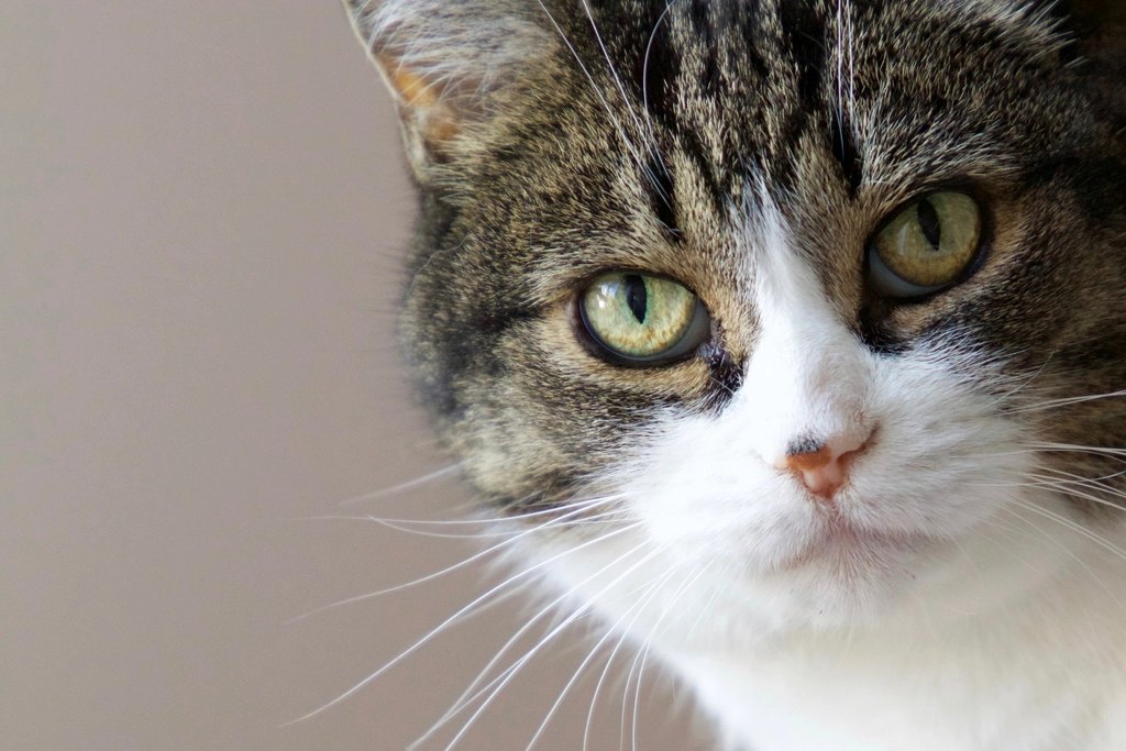 Indoor cat looking at camera