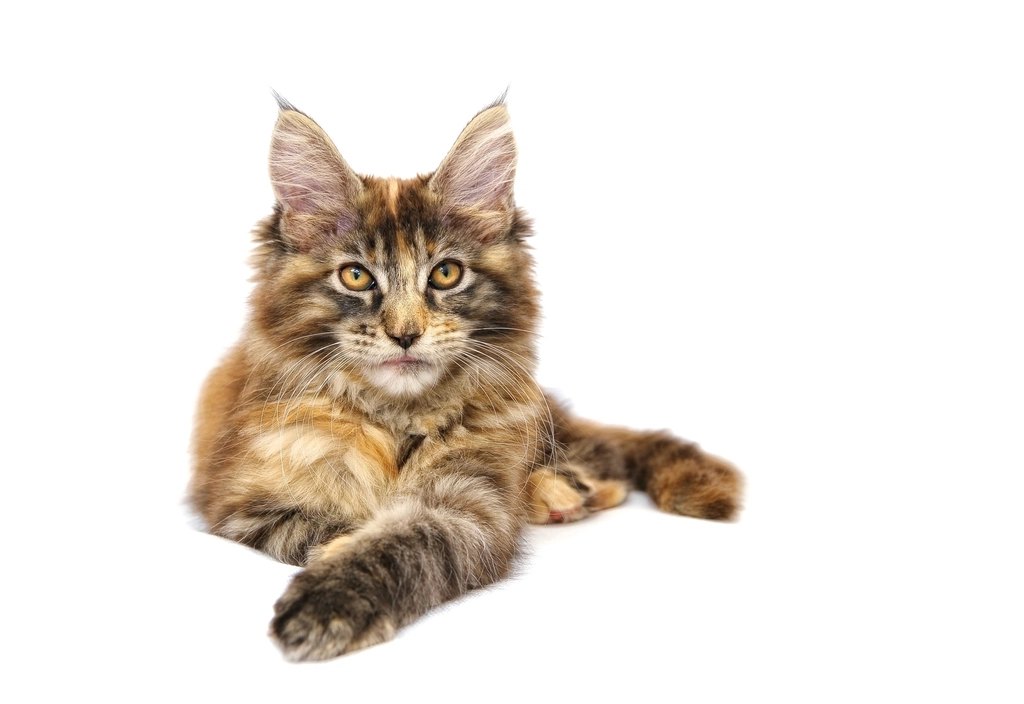 How to Stop a Cat From Scratching Furniture
