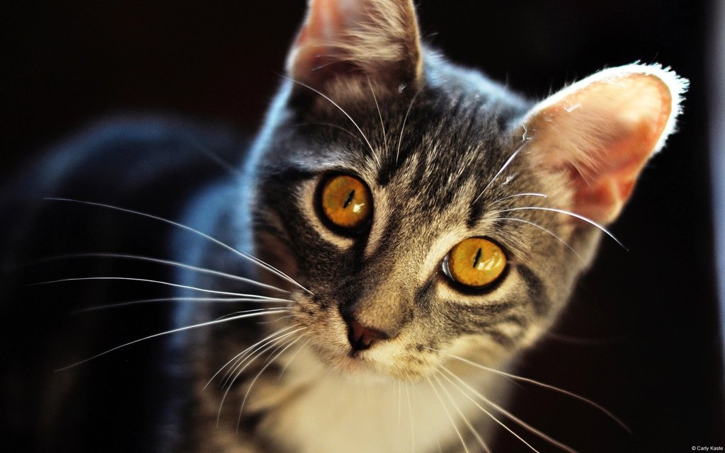 Best Wet Cat Food