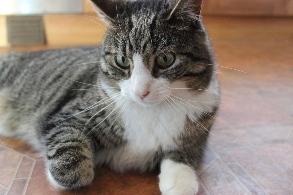 Best Flea Treatment for Cats