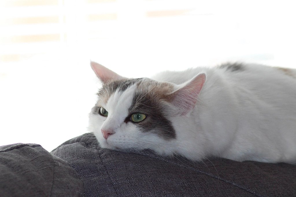 Best Cat Food for Sensitive Stomach