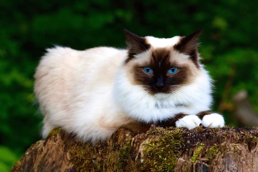 Cat Litter Box Problems: Why Cats Stop Using It and How to Fix It