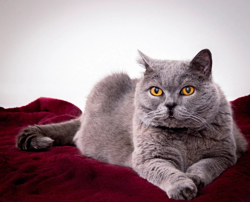 How Much to Feed a Cat: Daily Amounts by Weight and Age