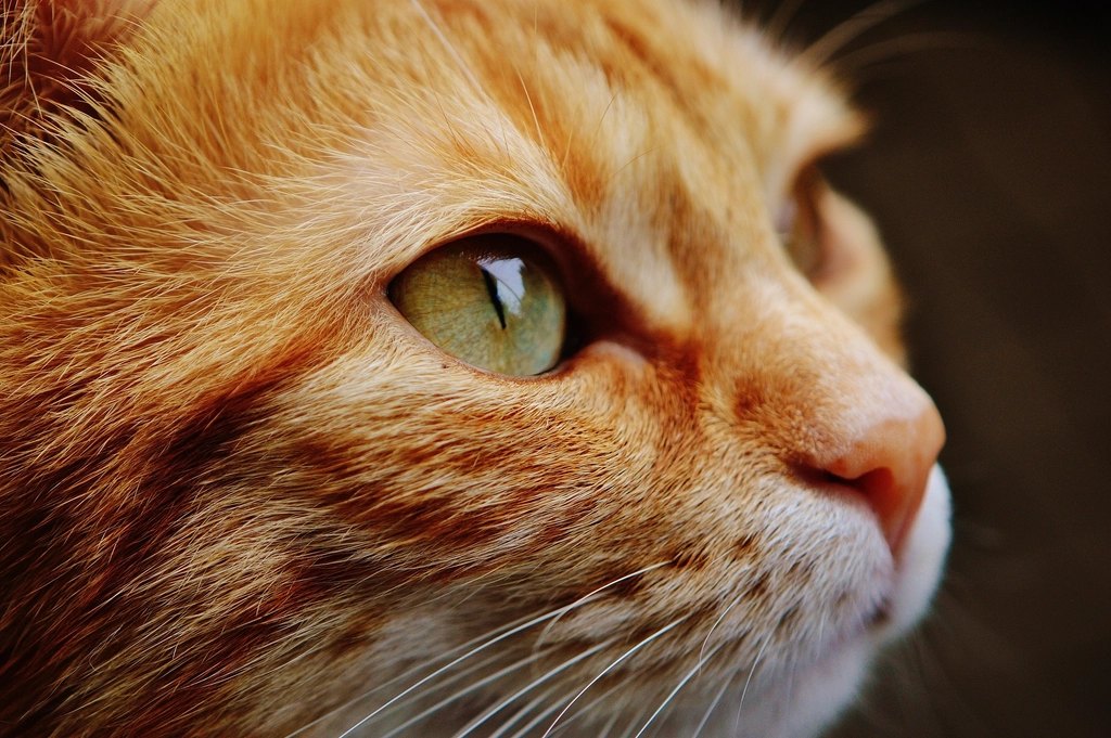 Purina Pro Plan Wet Cat Food