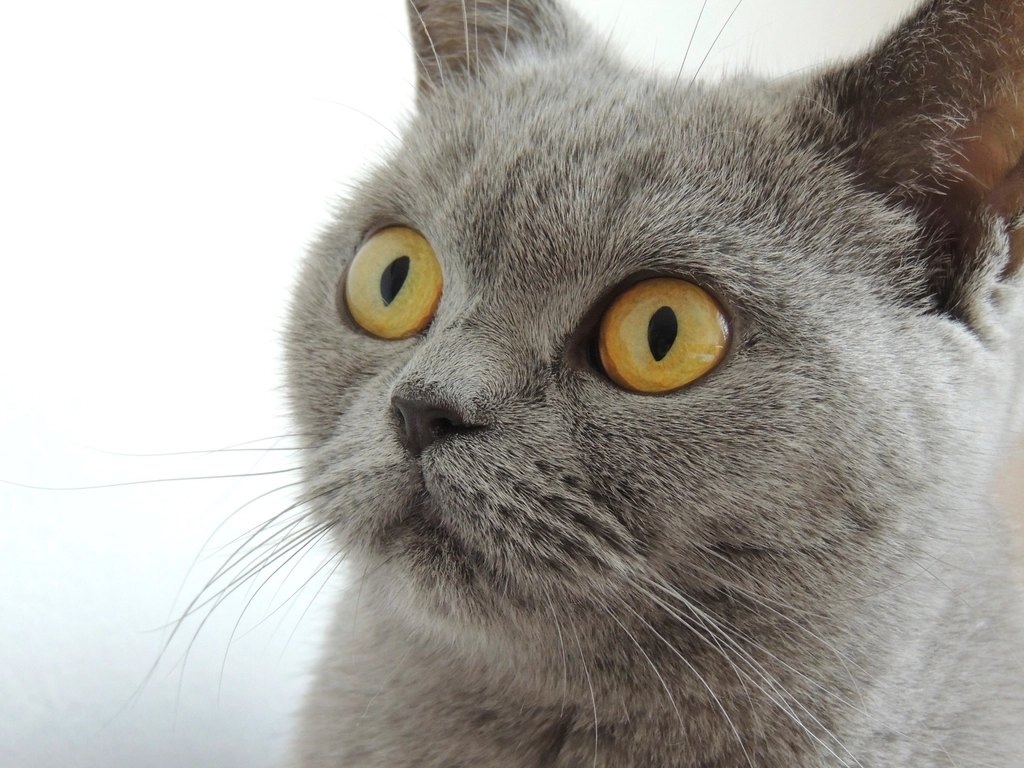 Tiki Cat Grain-Free Wet Food