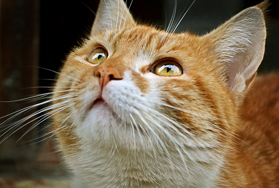 Wellness CORE Grain-Free Wet Cat Food