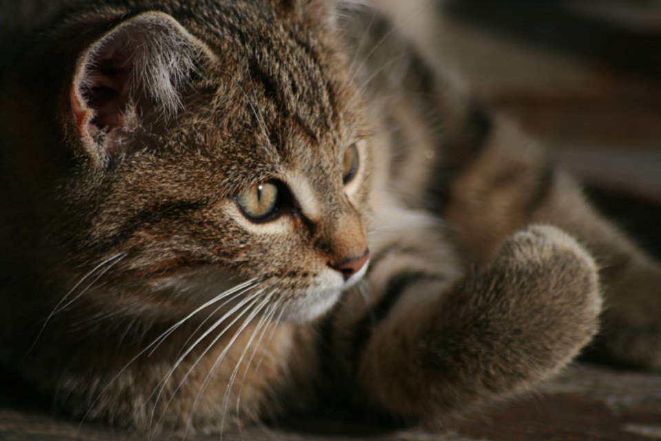 Capstar Flea Tablets for Cats