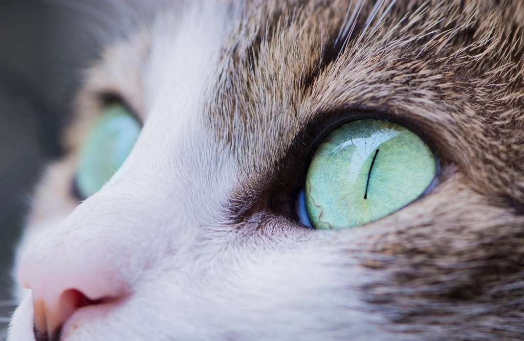 Advantage II for Cats