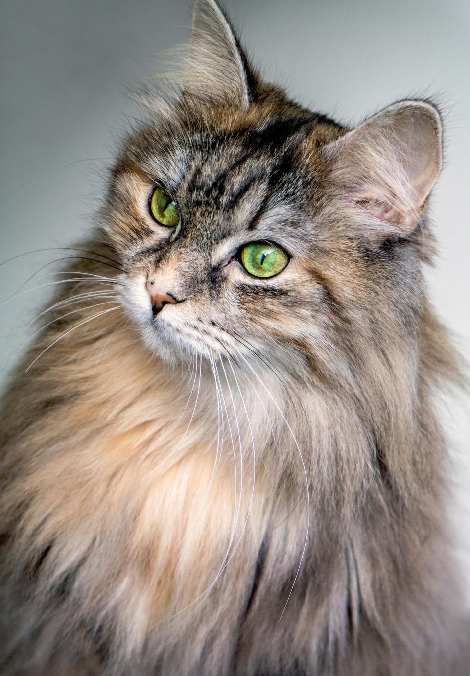 Frontline Plus for Cats