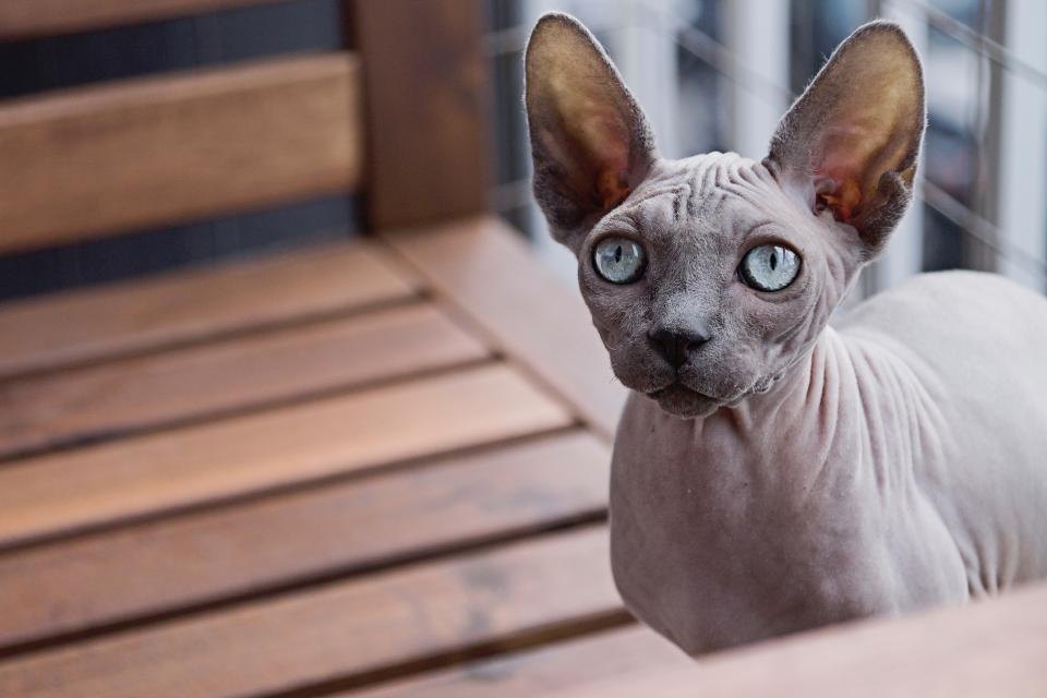 AmazonBasics Cat Scratching Post