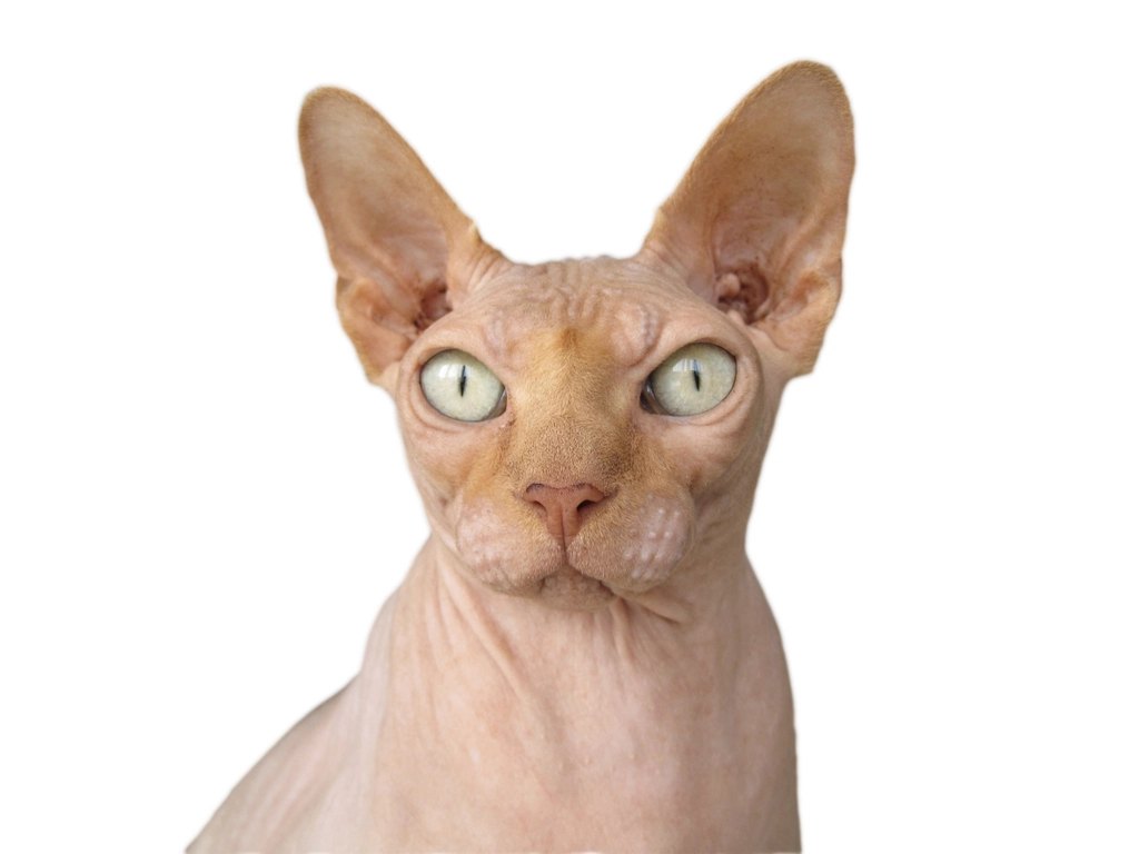 Pioneer Pet SmartCat Bootsie's Combination