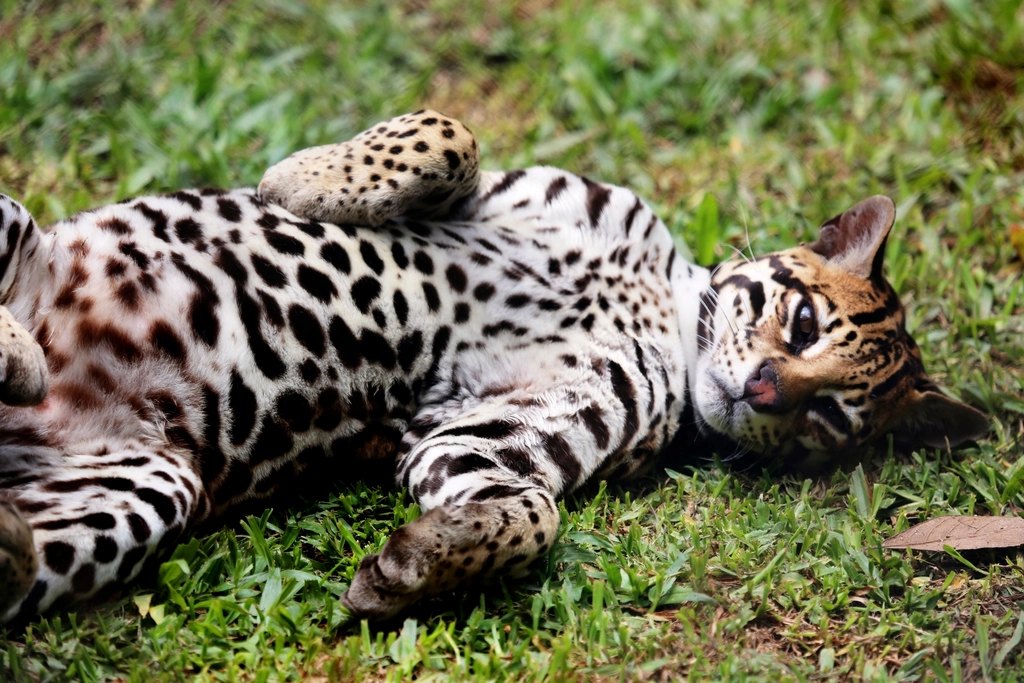 SmartCat Ultimate Scratching Post