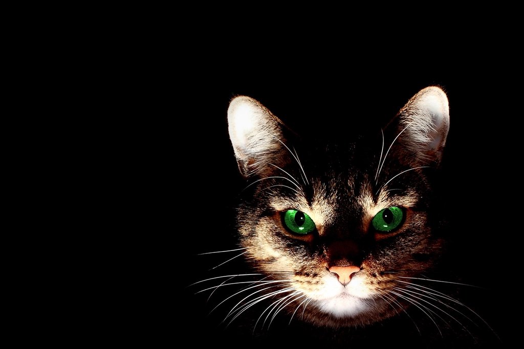 World's Best Cat Litter
