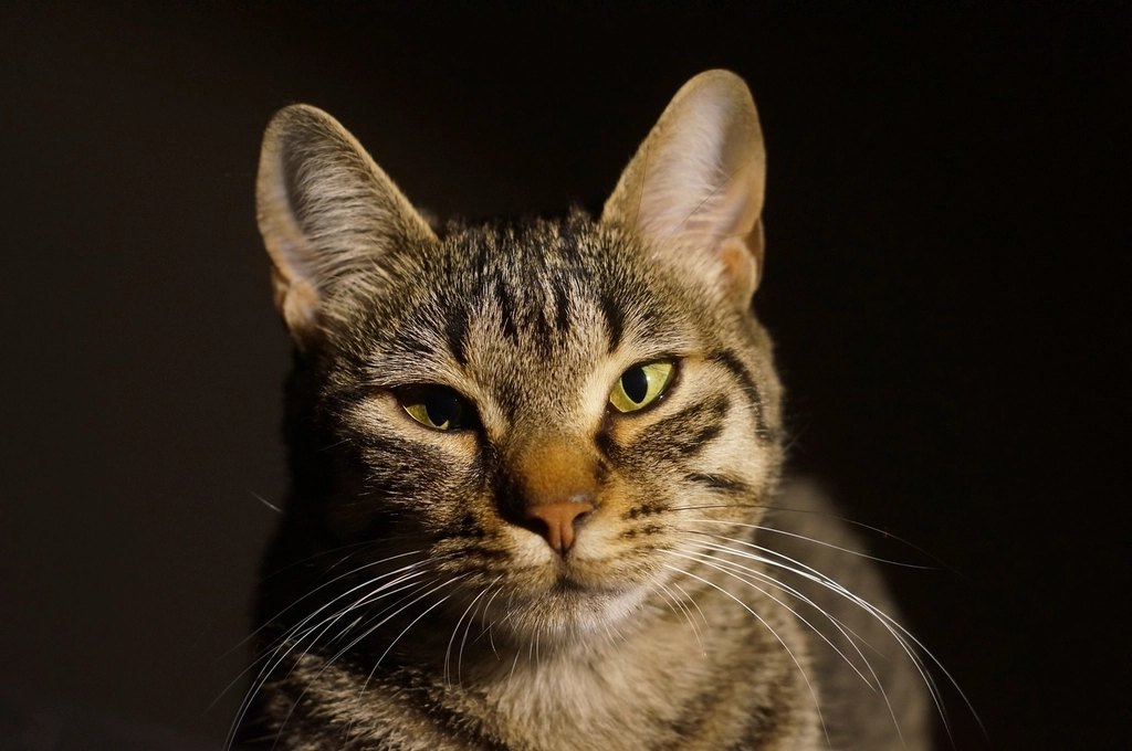 Royal Canin Digestive Care Cat Food