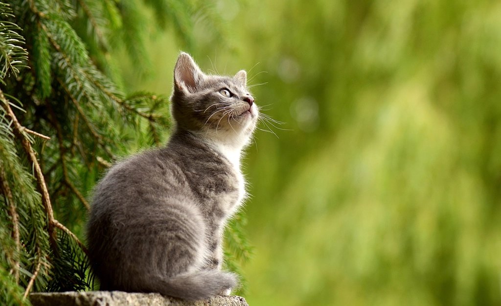Purina Pro Plan Sensitive Skin & Stomach Cat