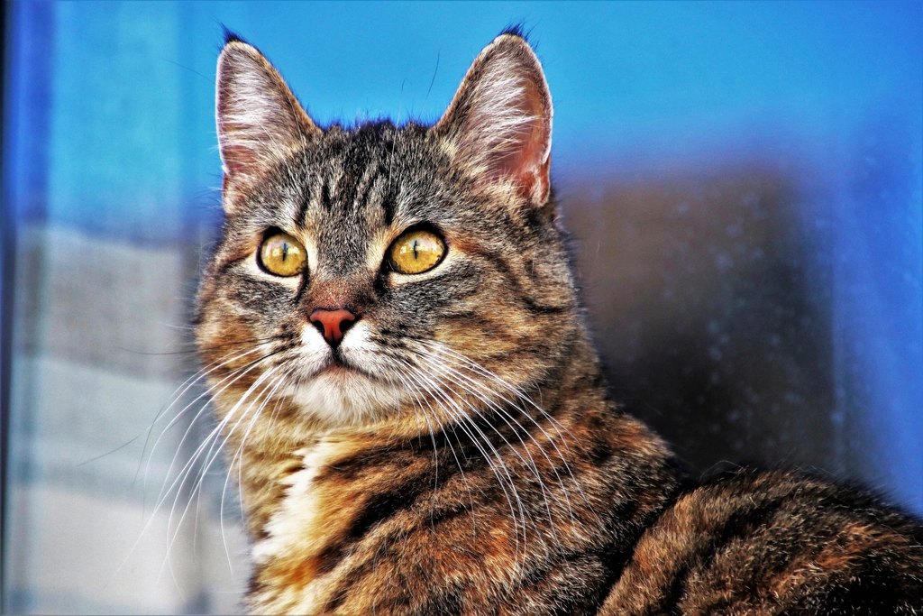 Hill's Science Diet Sensitive Stomach & Skin Cat Food