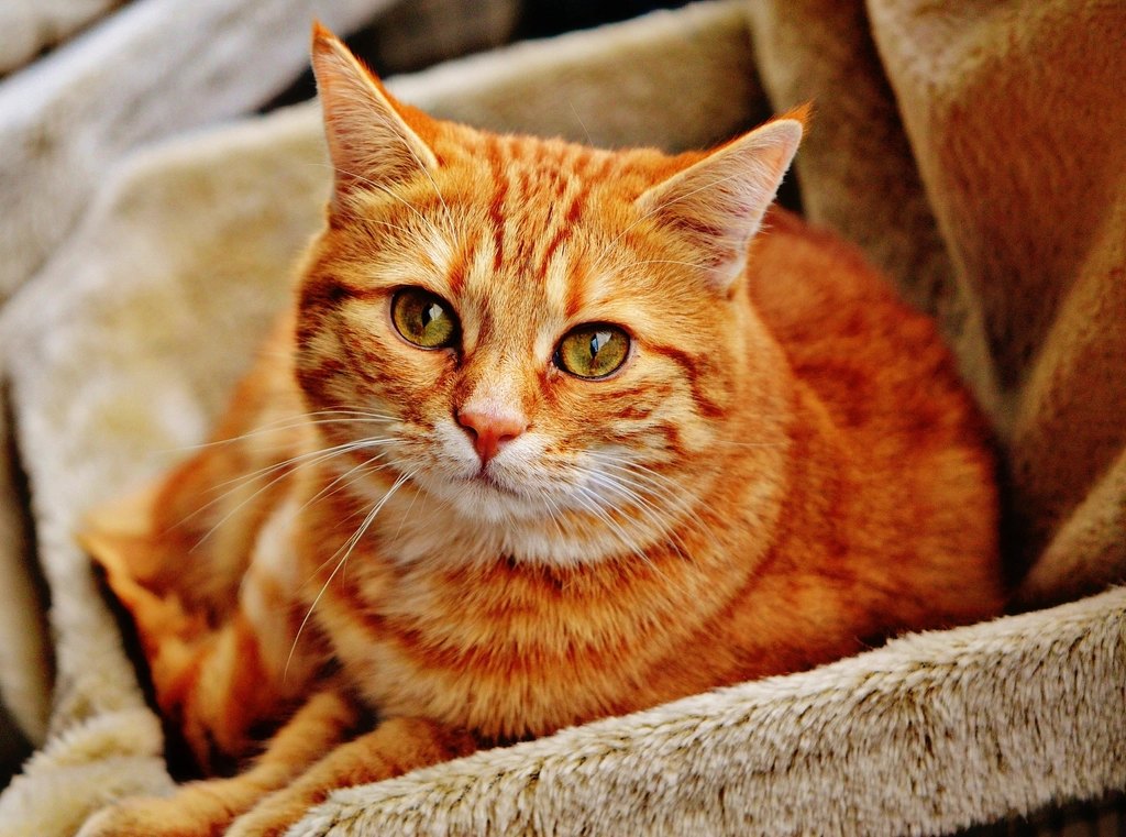 Cat eating Royal Canin food