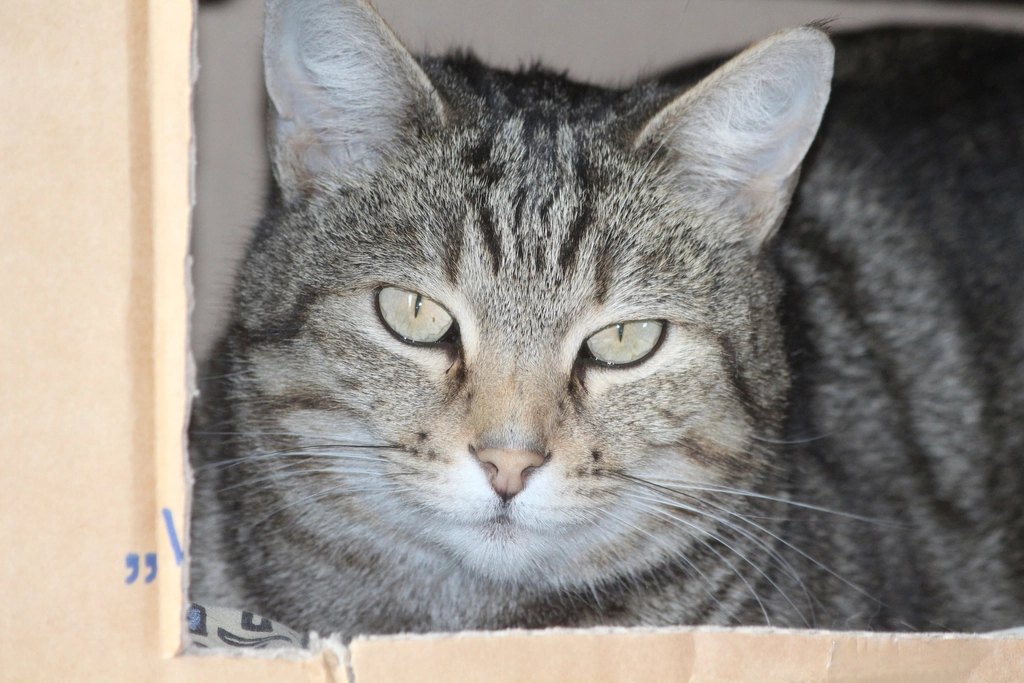 10 Signs Your Cat Is Happy and Healthy