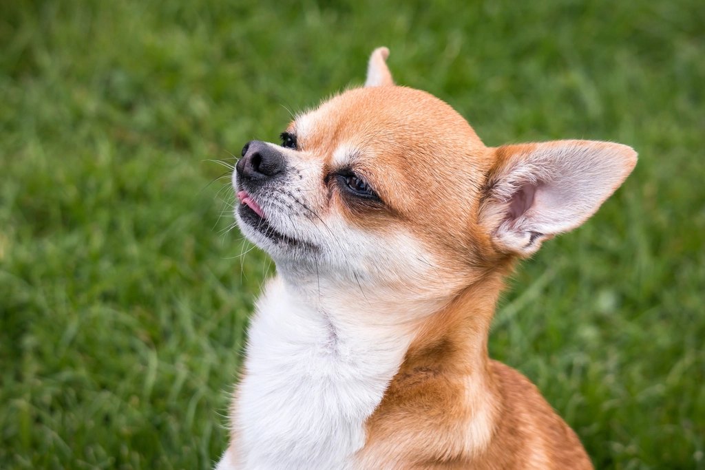 Small dog