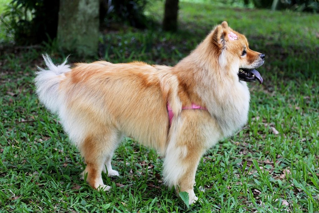 Senior dog