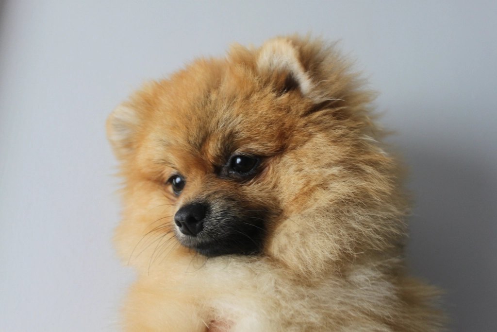 Small Breed Puppy Feeding Chart: How Much to Feed by Age and Weight