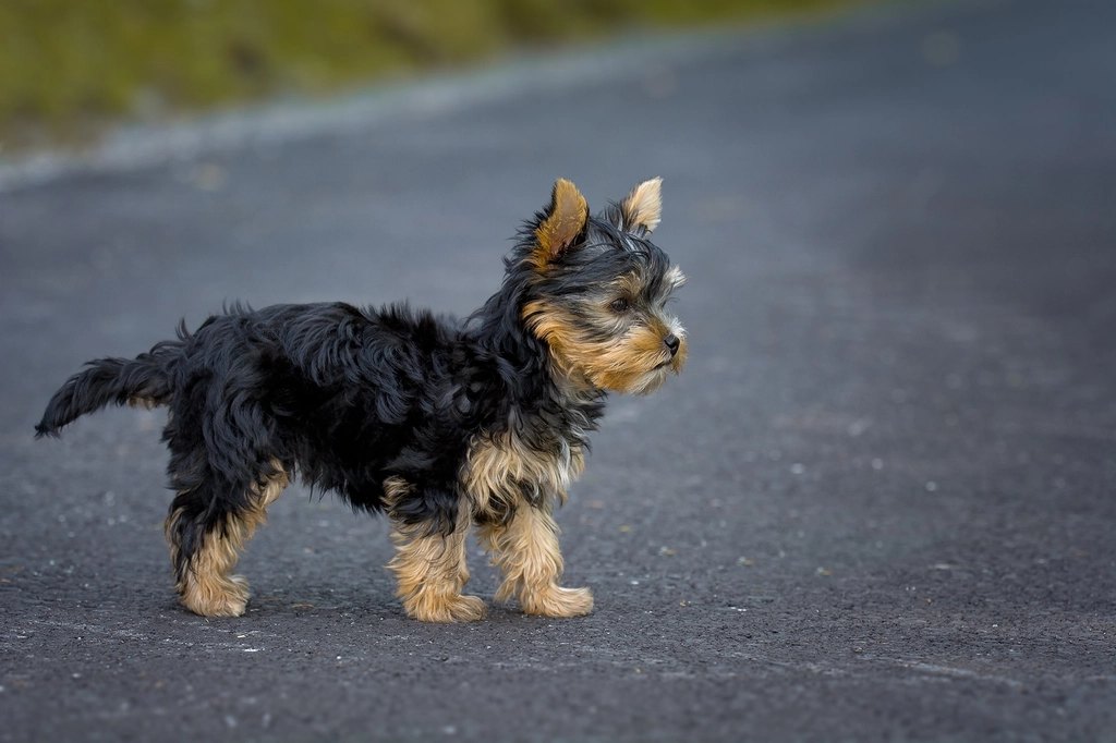 Puppia Soft Dog Harness