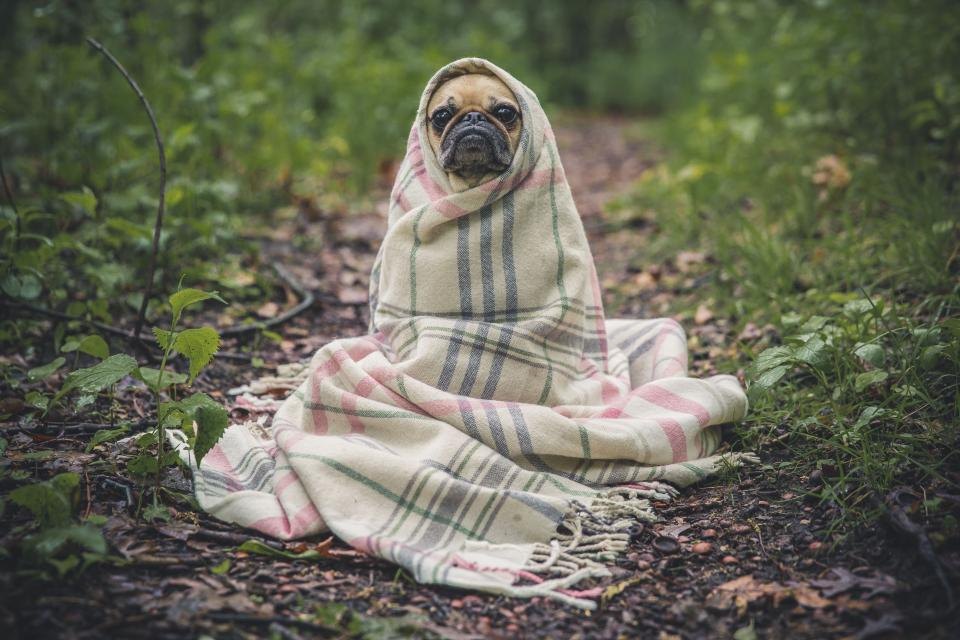 Pet products