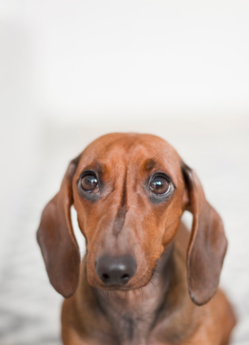 Dog health