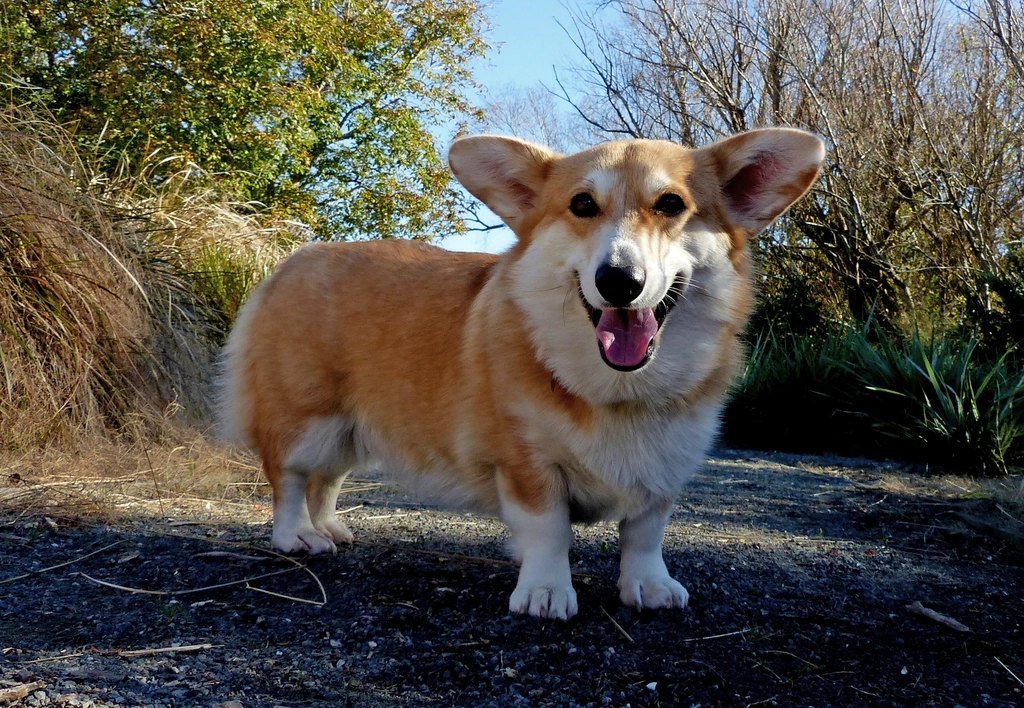 Pet owner with dog outside
