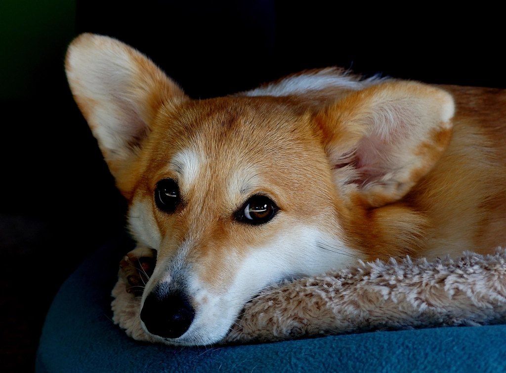 Best Dog Crates for Large Dogs