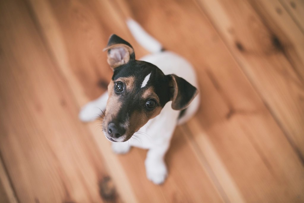 How Much Water Should a Dog Drink Per Day?