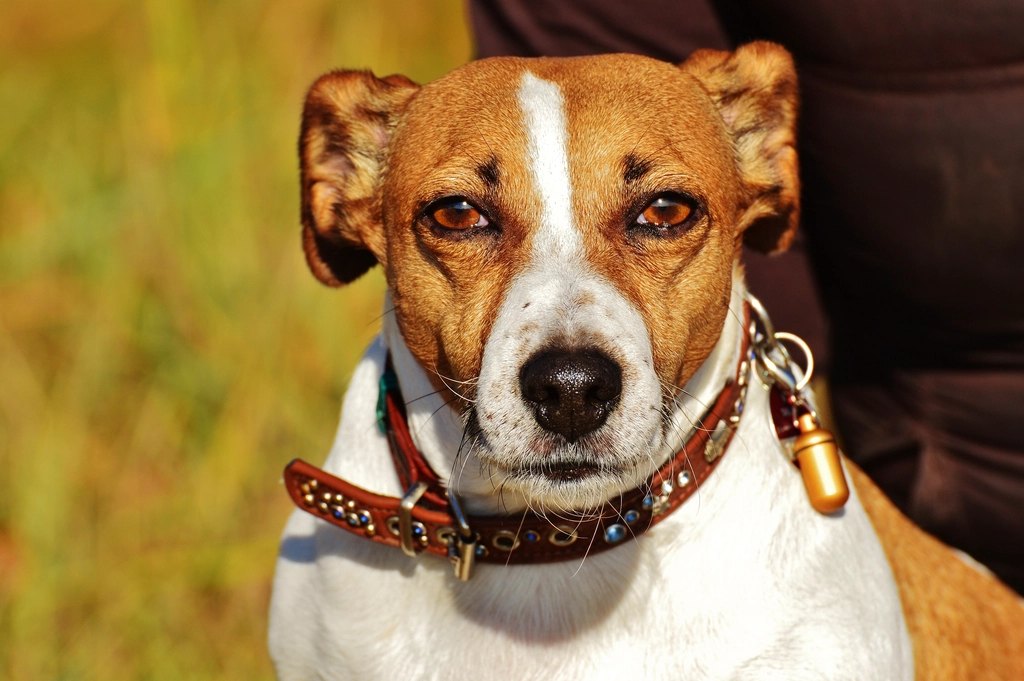 Human Foods Dogs Can Eat Safely (and What to Avoid)