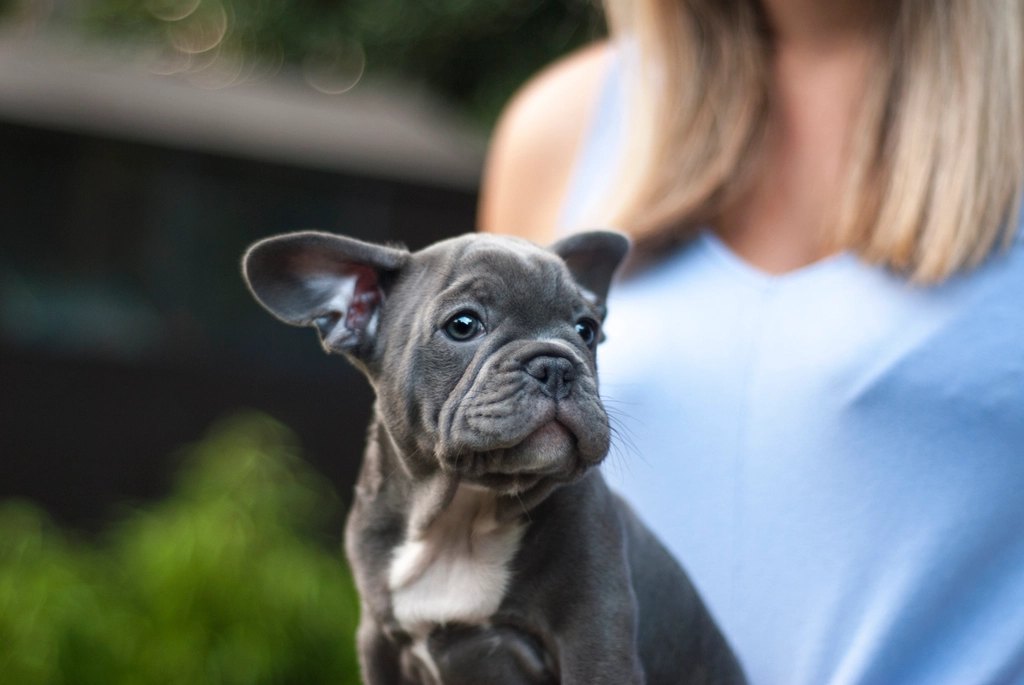 Best Wet Dog Food for Small Breeds