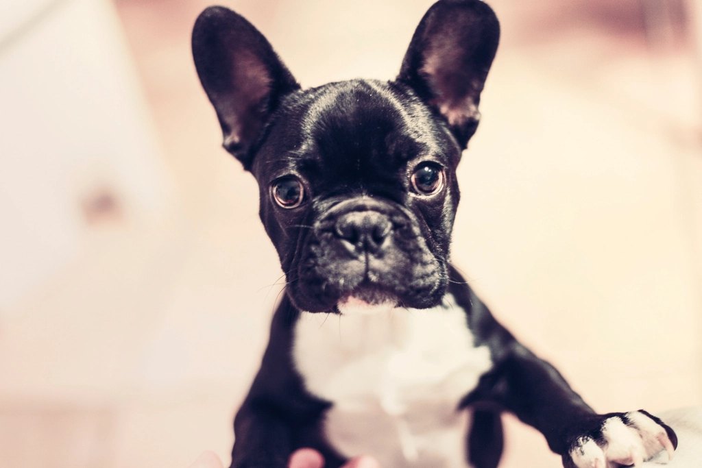 Worried dog