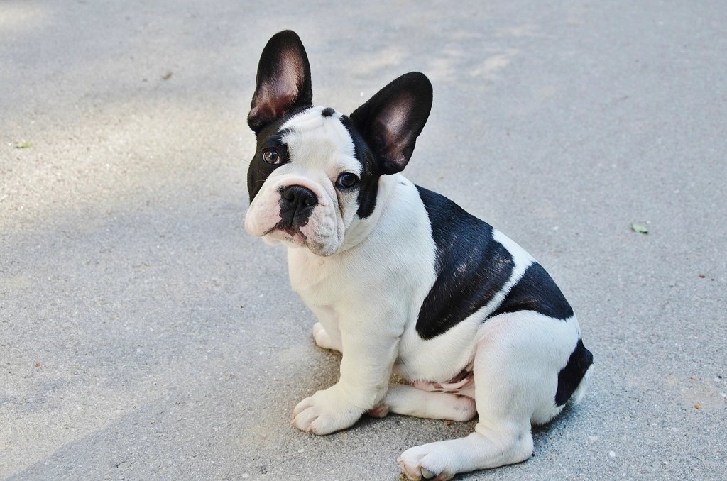 How Much to Feed a Dog by Weight and Age — 2026 Guide