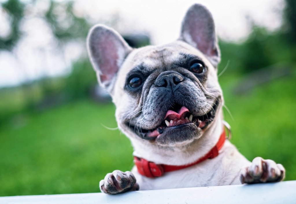 Best Dog Food for Small Breeds With Sensitive Stomachs (2026): 4 Top Picks Compared