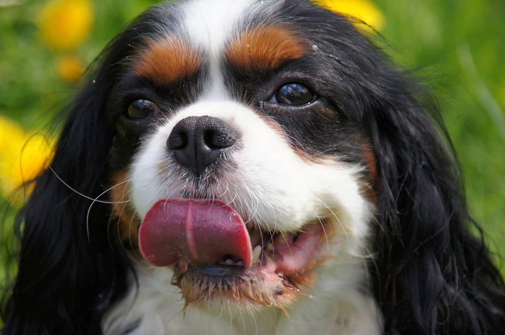 How Much to Feed a Small Breed Dog (Daily Chart)