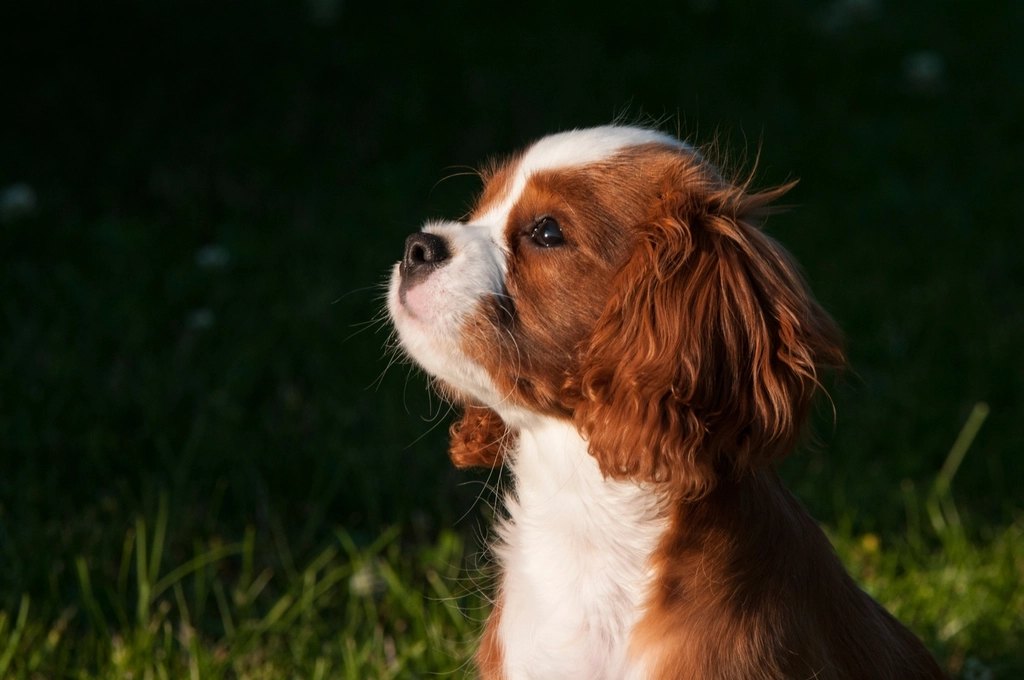 Royal Canin Small Digestive Care