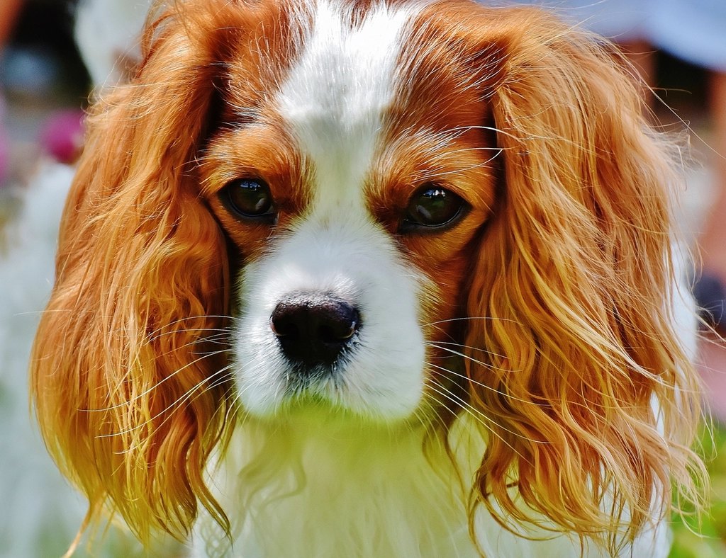 Small dog portrait