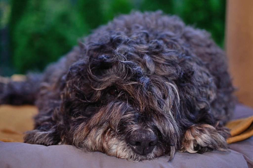 Best Puppy Food for Small Breeds