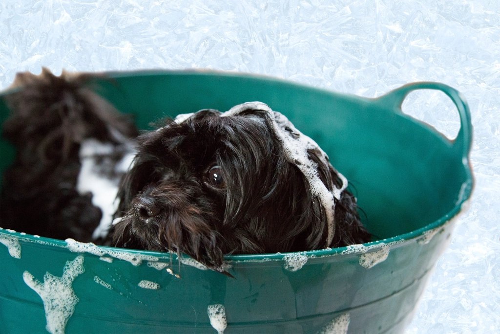 Signs Your Dog Has Anxiety — And What to Do About It