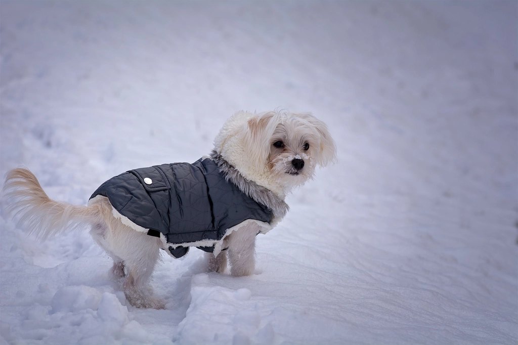 Dog outside with GPS